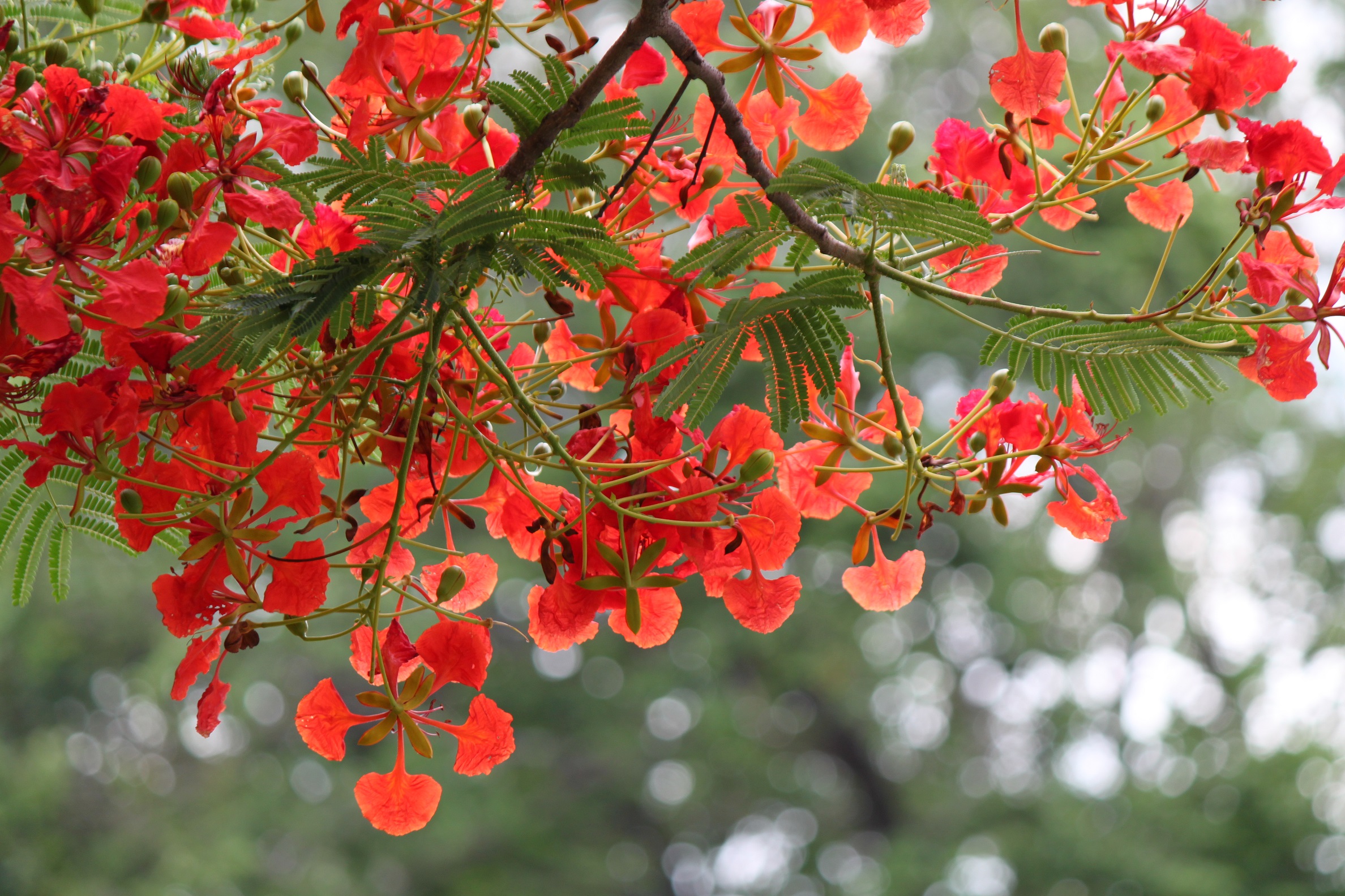 タイの 赤い花 西山静山の 花鳥風歌