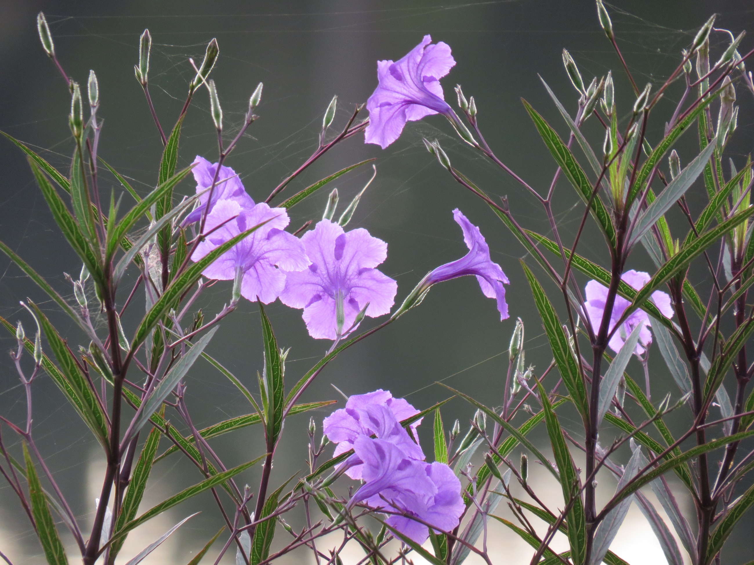 タイの紫の花 ヤナギバルイラソウ 西山静山の 花鳥風歌
