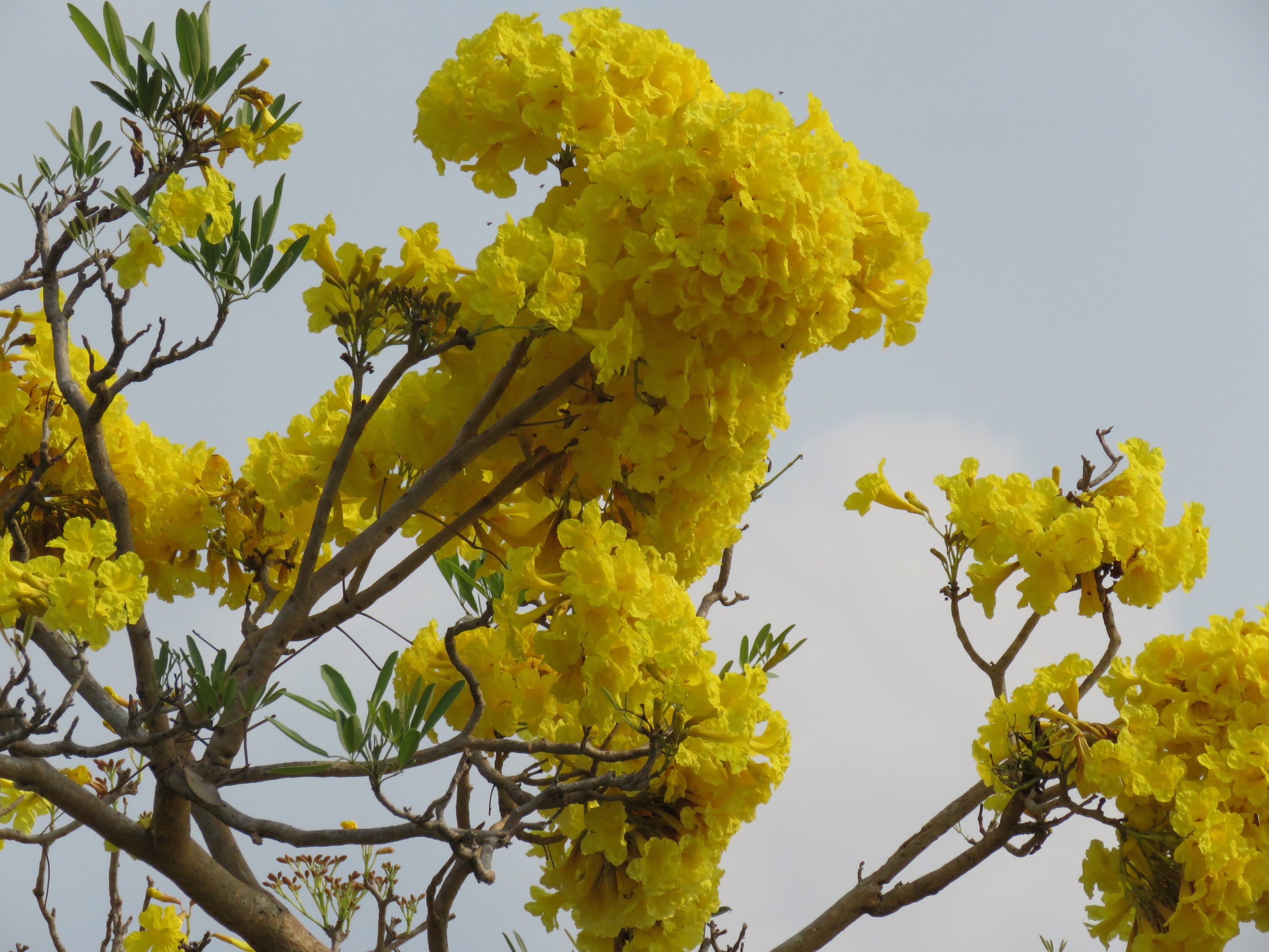 タイの黄色の花 ３ 西山静山の 花鳥風歌