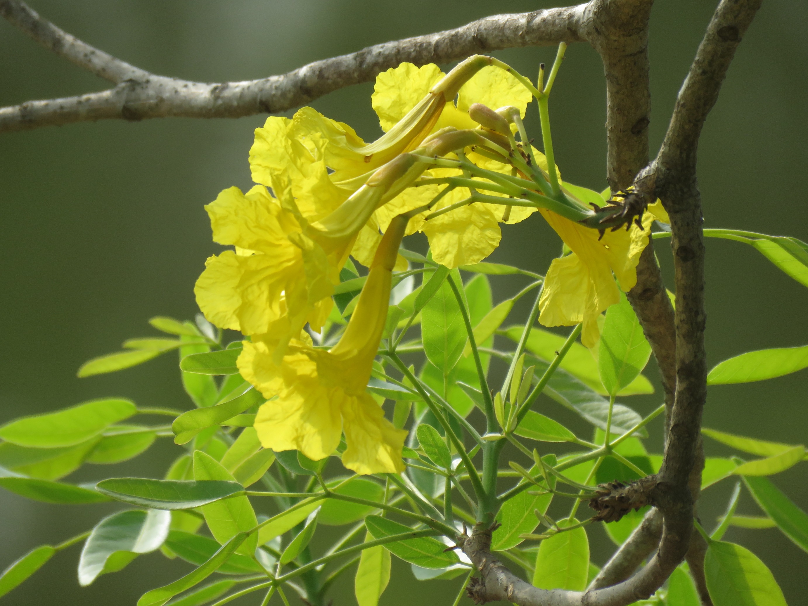タイの黄色の花 ３ 西山静山の 花鳥風歌