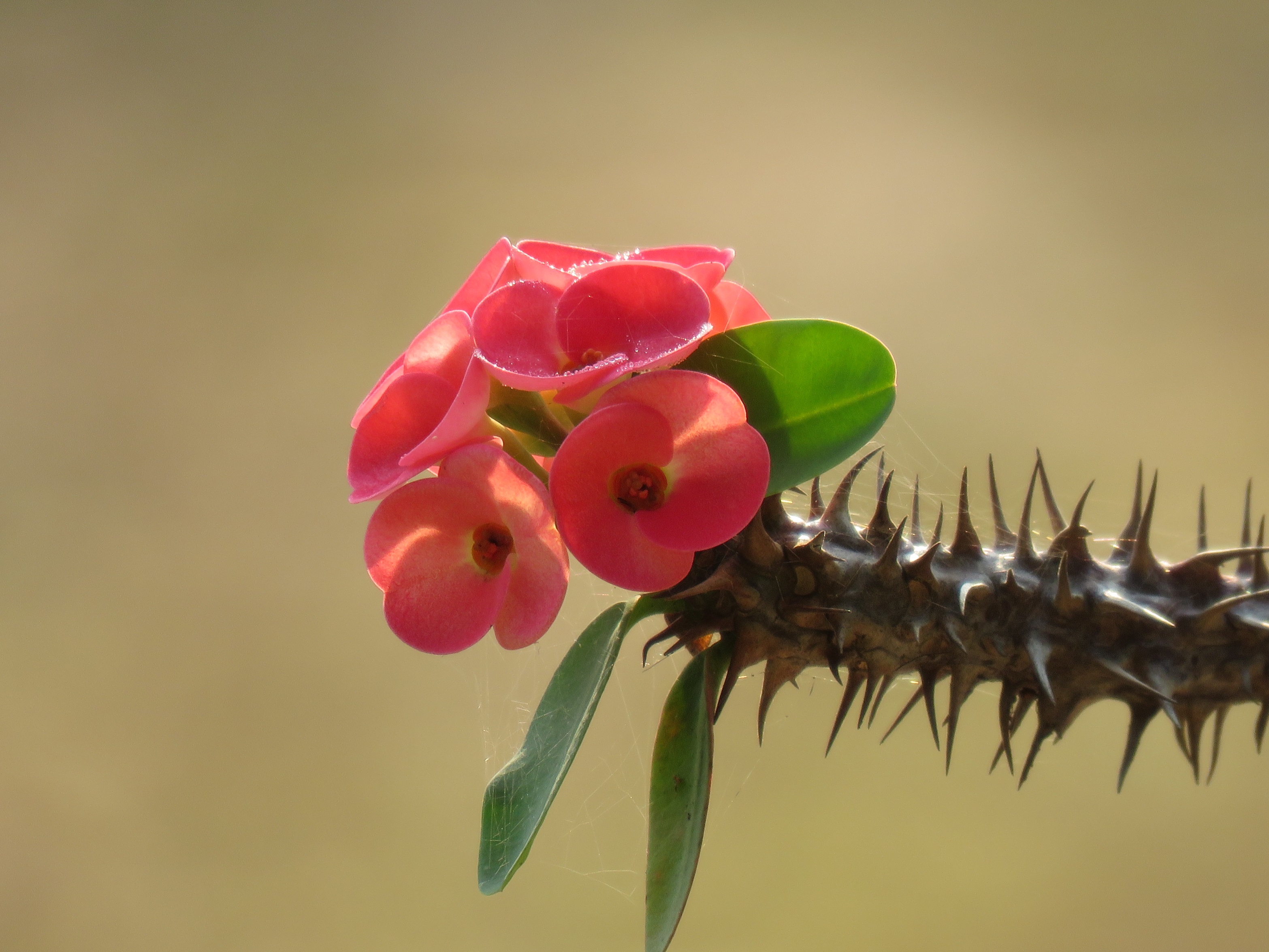 タイの鉢植えの花 西山静山の 花鳥風歌