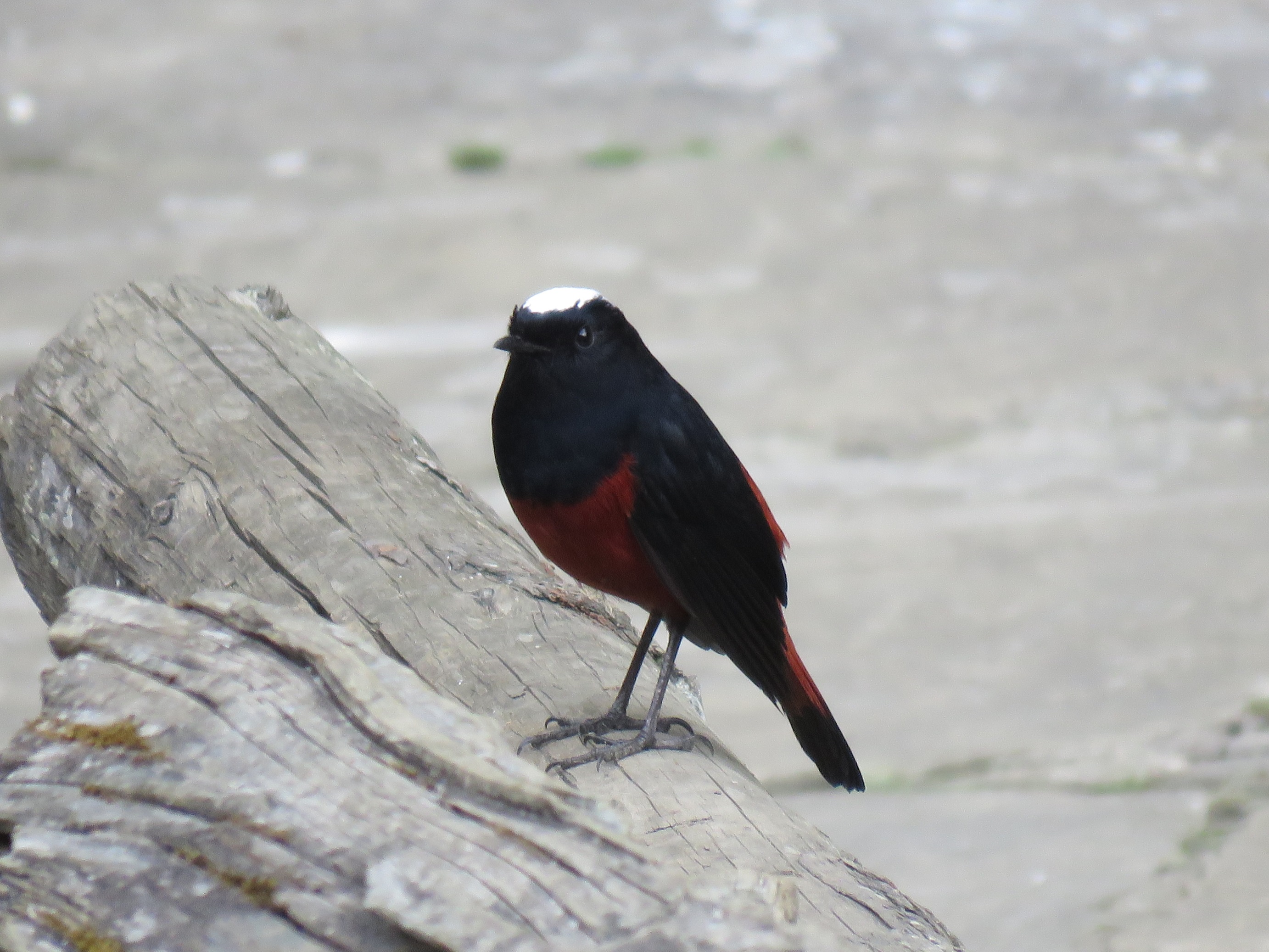 ヒマラヤの鳥１ 西山静山の 花鳥風歌