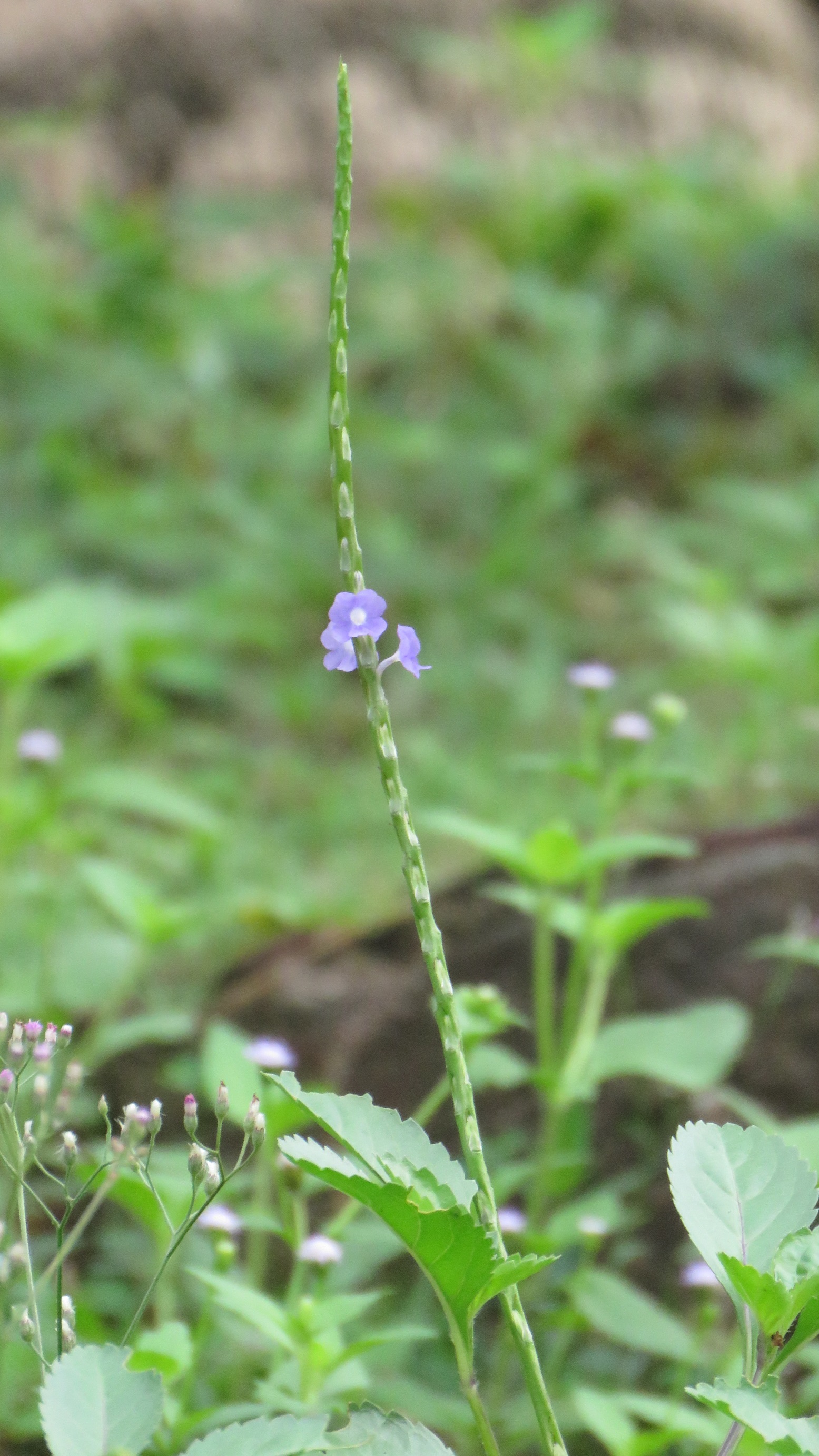 タイの長細い花 西山静山の 花鳥風歌