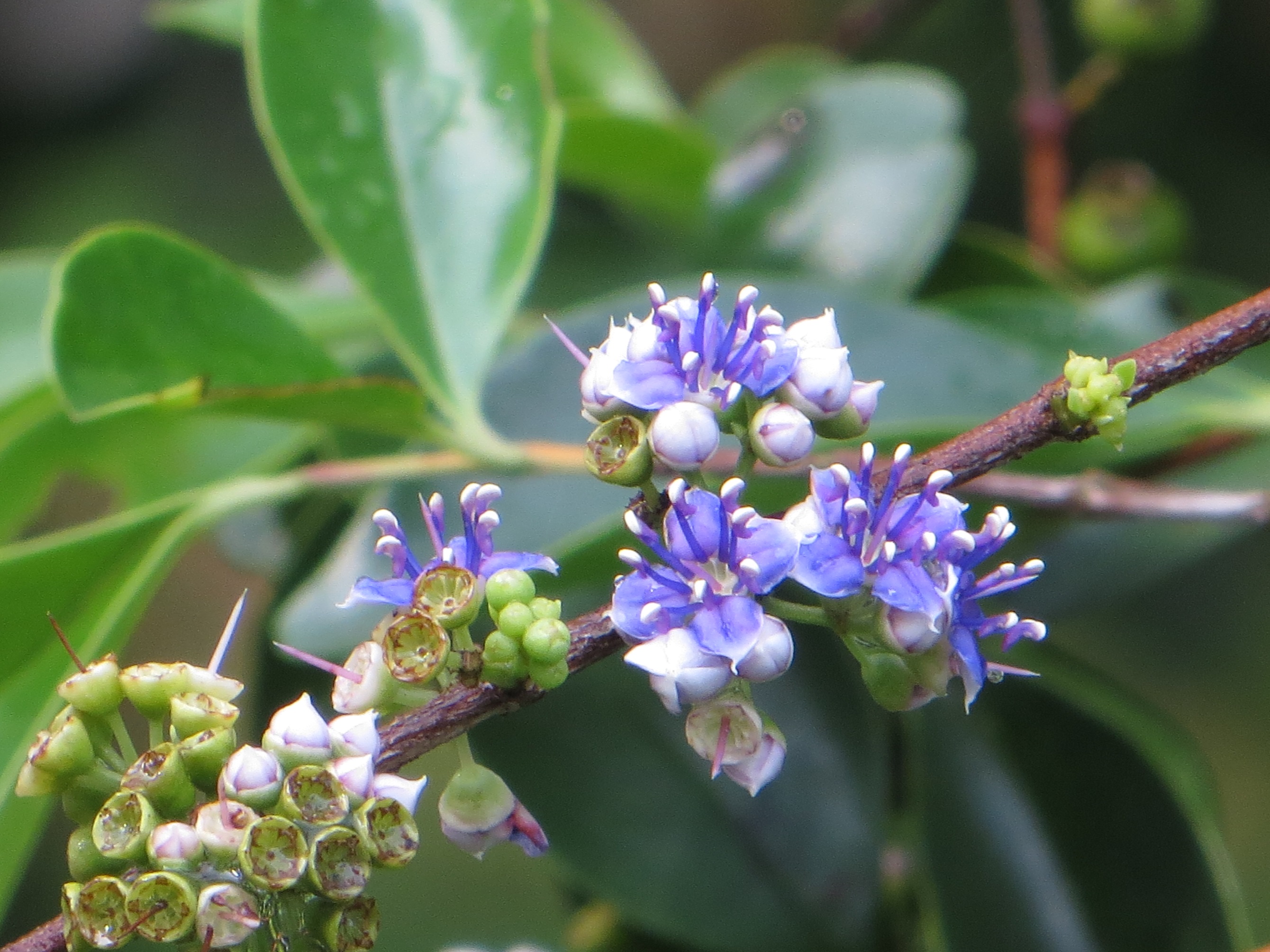 タイのその他の花３ 西山静山の 花鳥風歌