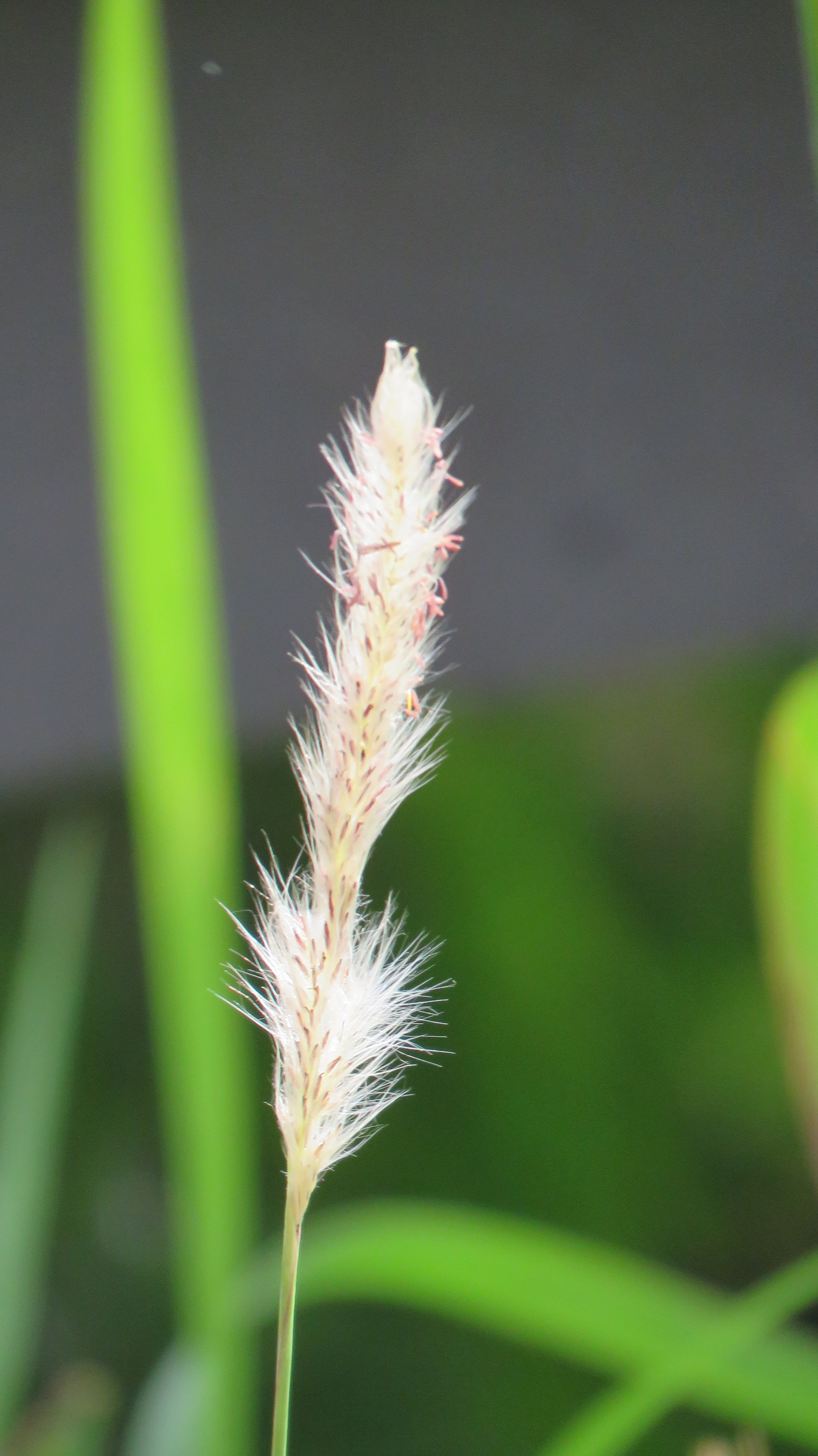 タイのその他の花５ 西山静山の 花鳥風歌