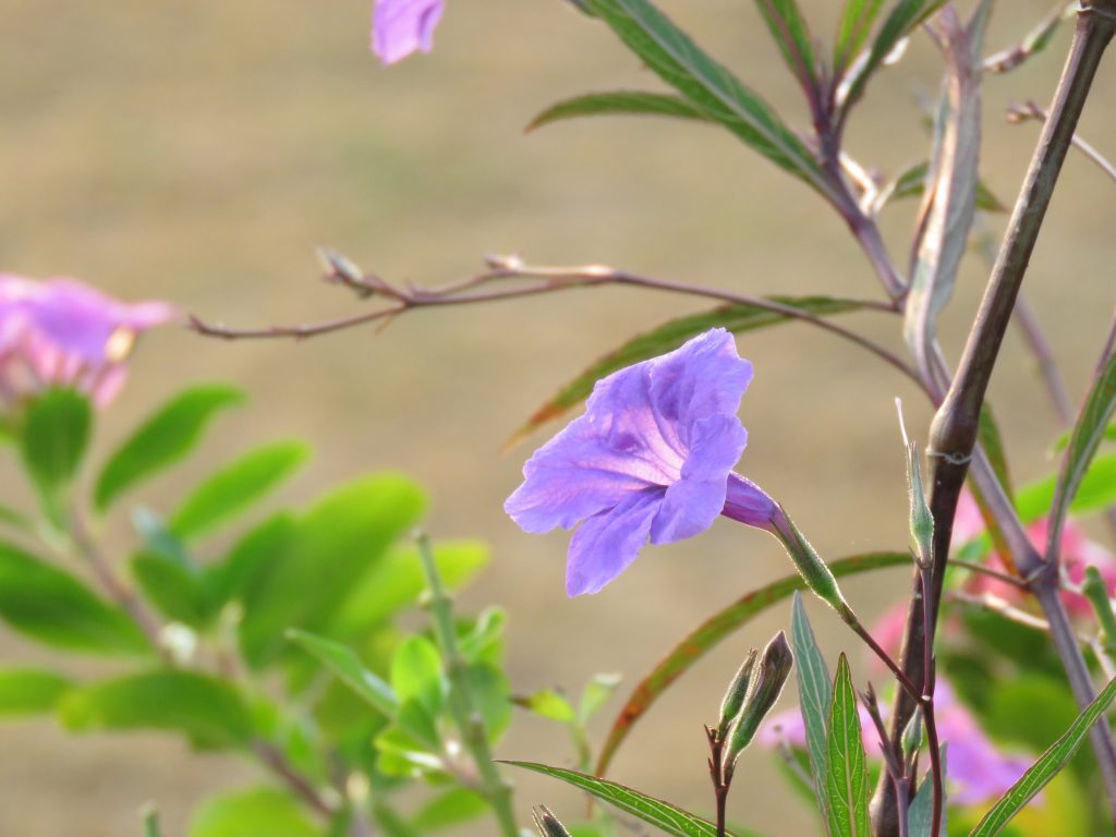 タイの紫の花「ヤナギバルイラソウ」